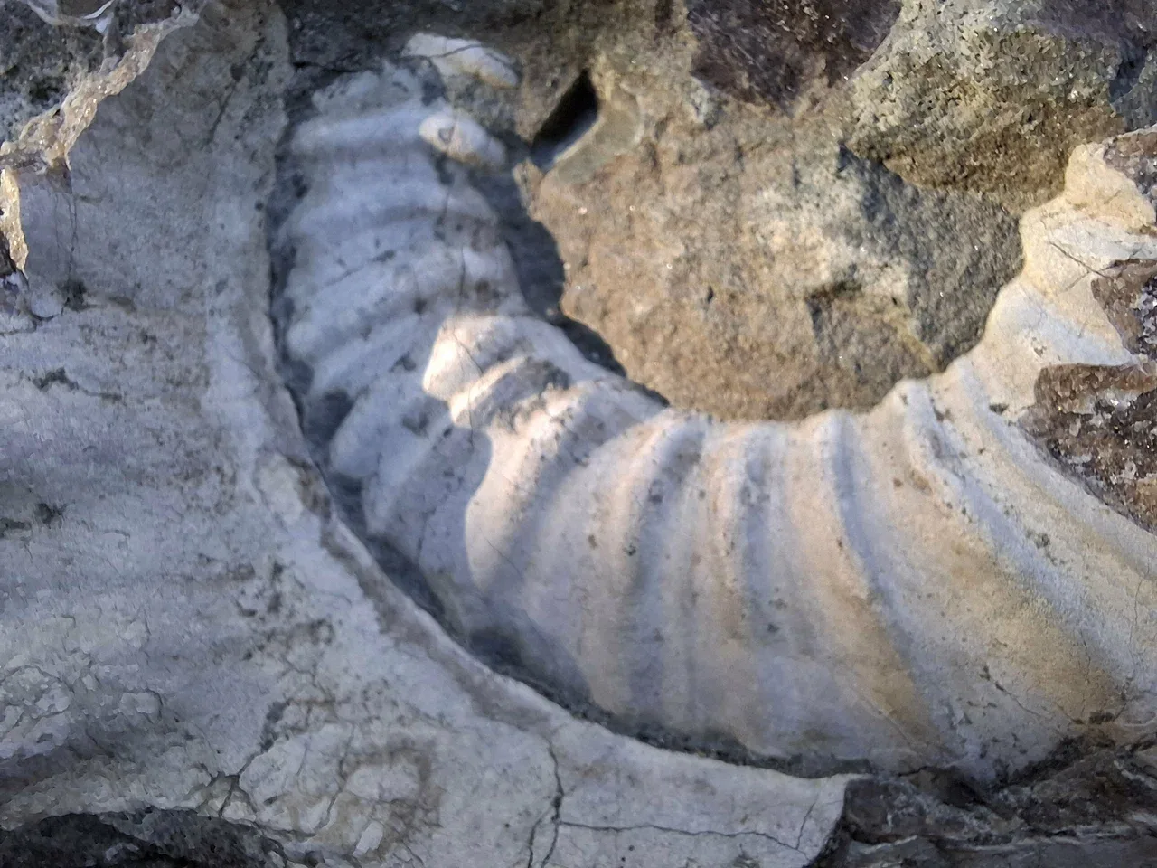 Долина аммонитов — фото 10