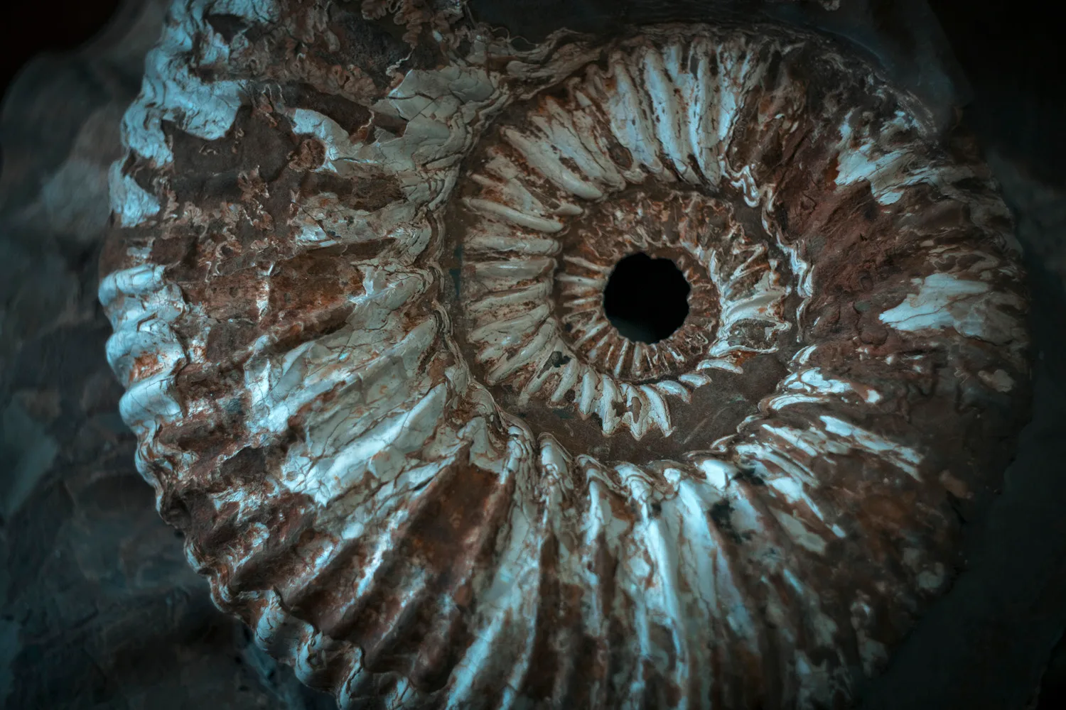 Долина аммонитов — фото 4