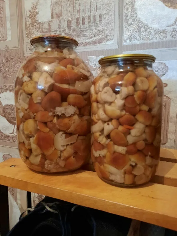 Опята-1000₽, 500₽